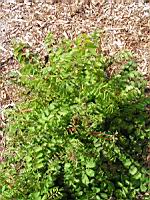 Petite pimprenelle, Sanguisorba minor subsp Polygama (fam Rosacees) (Europe centre et sud) (2) (Photo F. Mrugala)